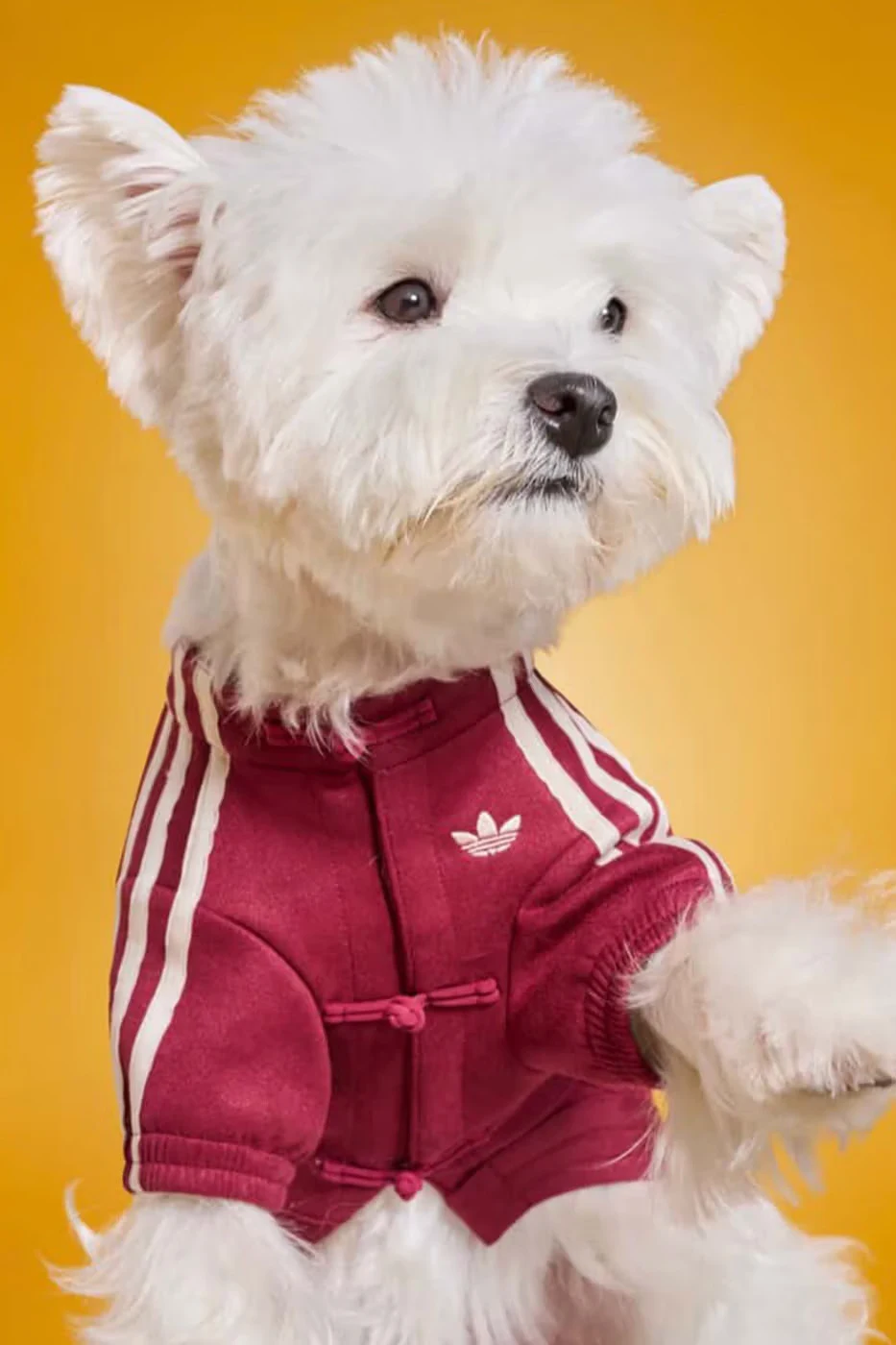 Dog in a red adidas Lunar New Year jacket
