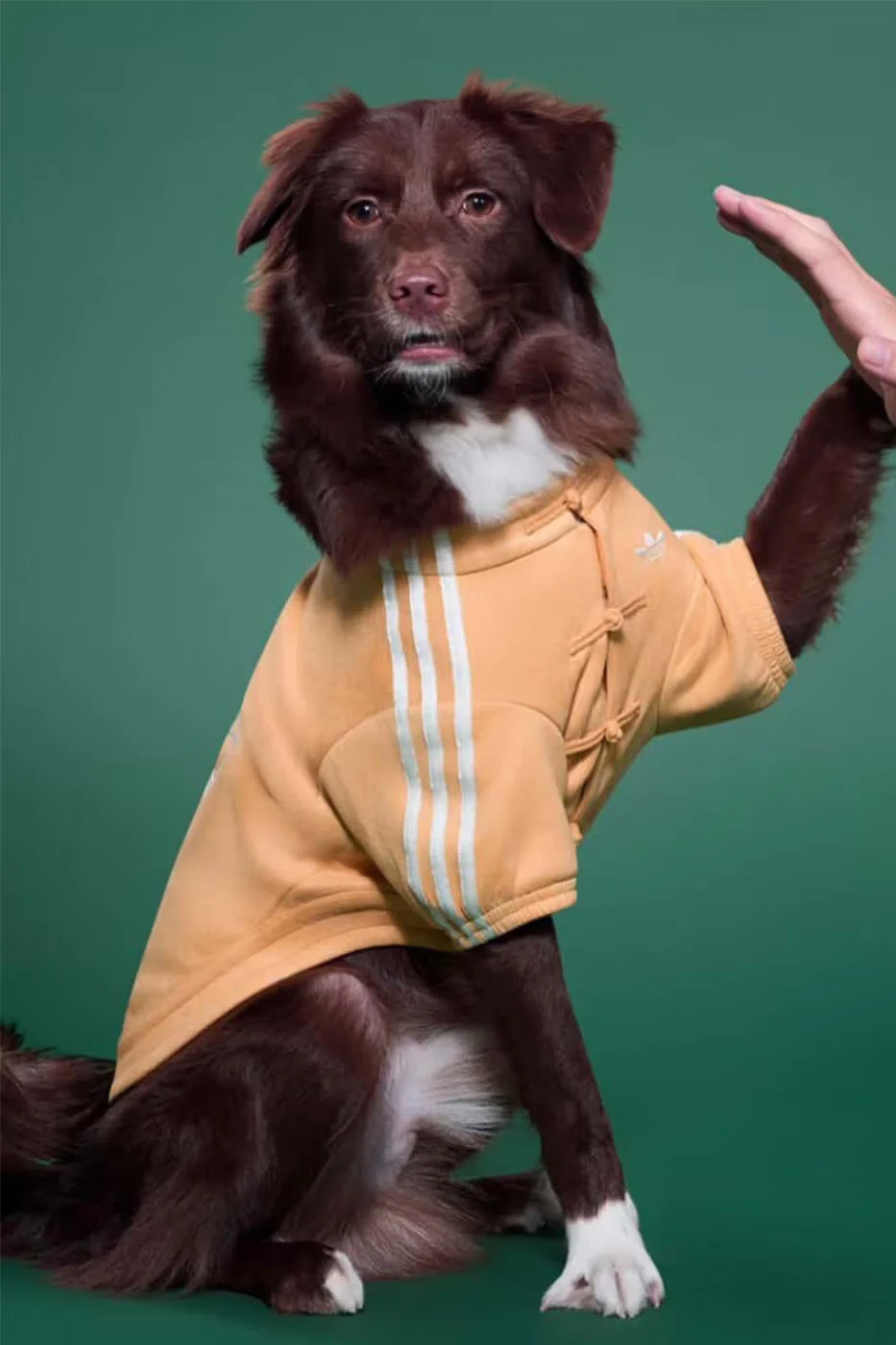 Matching Lunar New Year Jackets for Pets by adidas