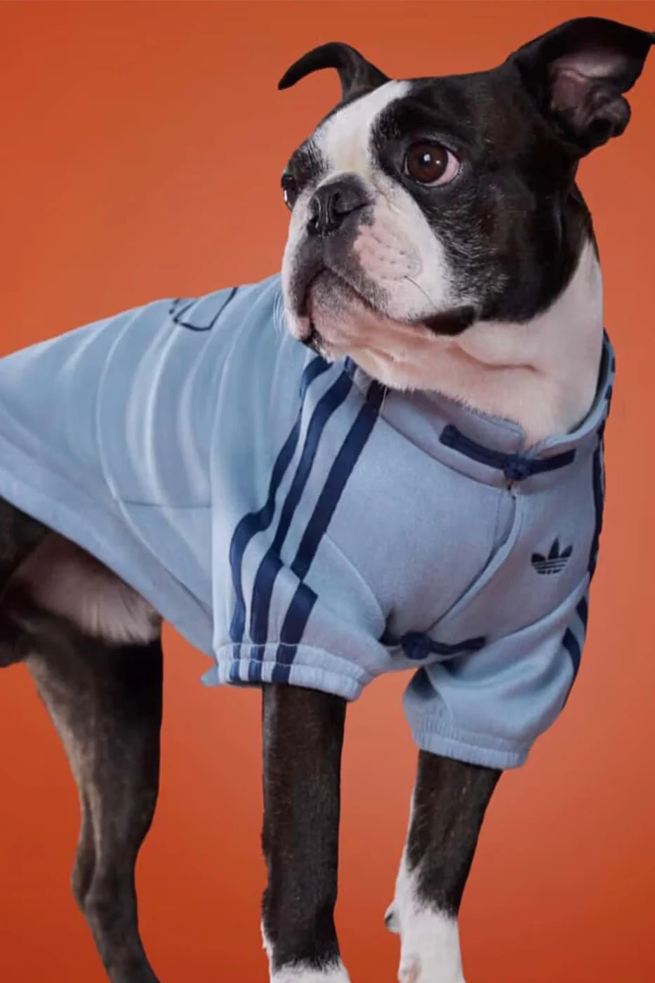 Matching Lunar New Year Jackets for Pets by adidas