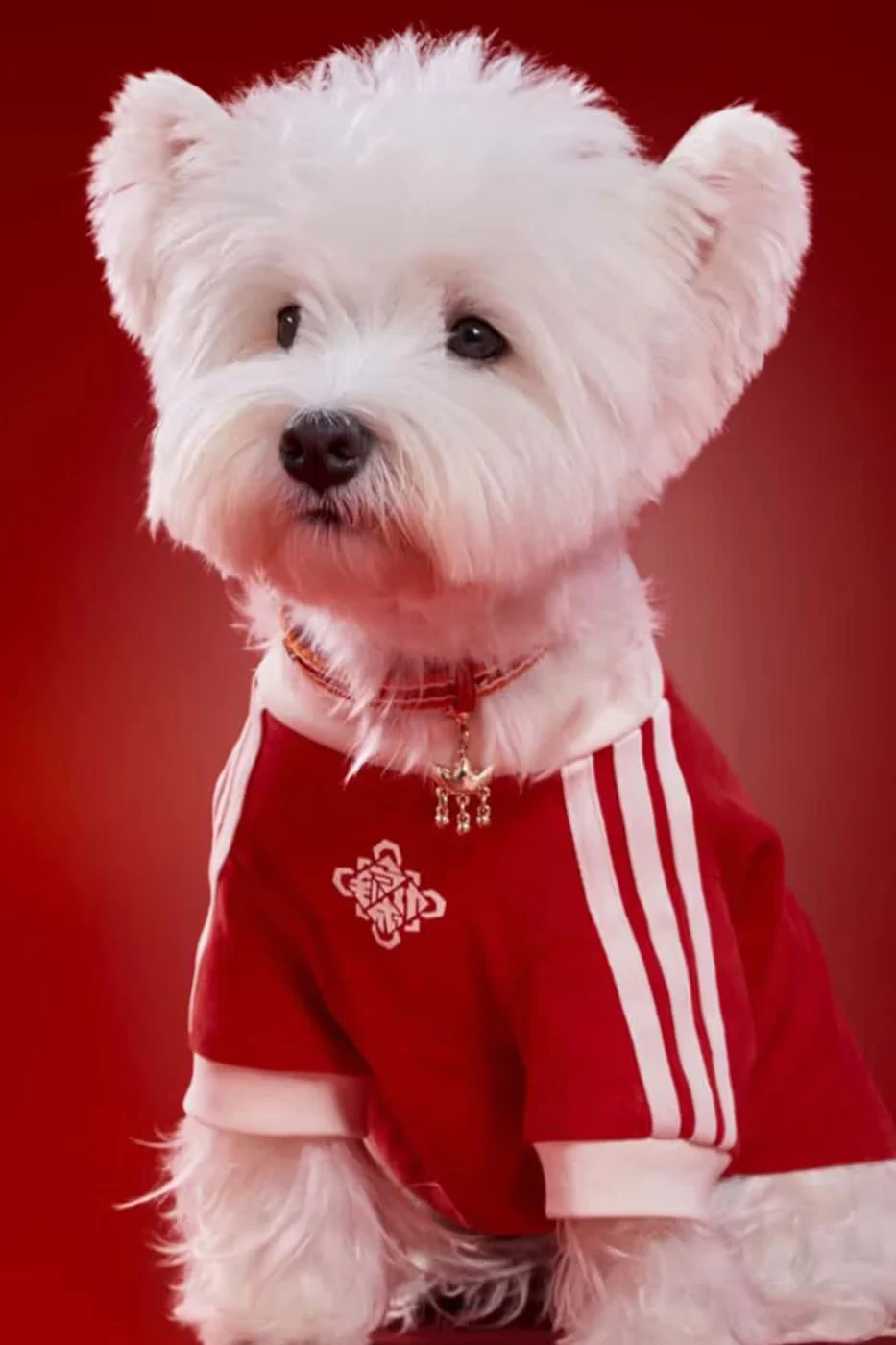 Matching Lunar New Year Jackets for Pets by adidas
