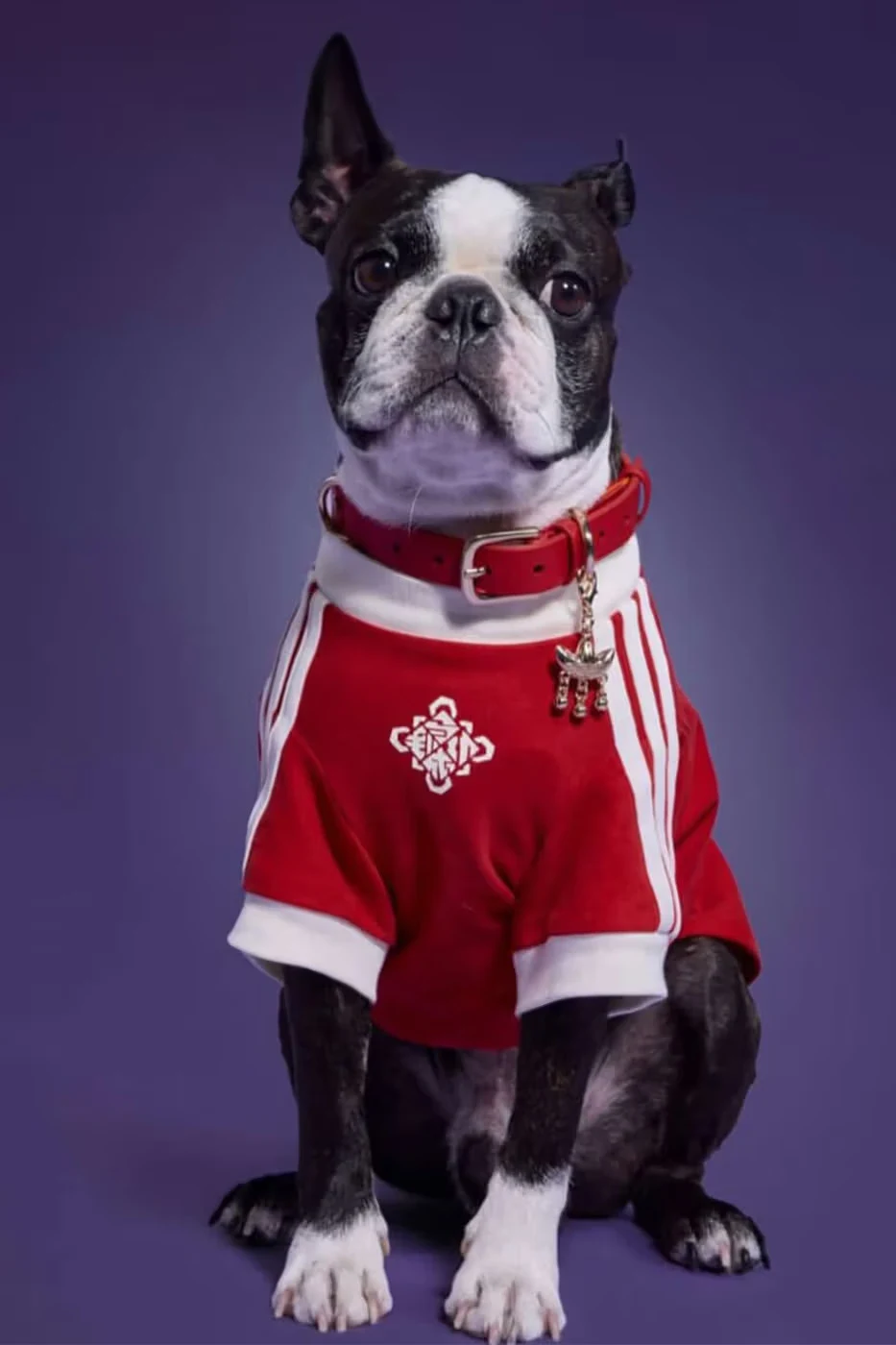 adidas pet fashion with matching jackets and collar charm